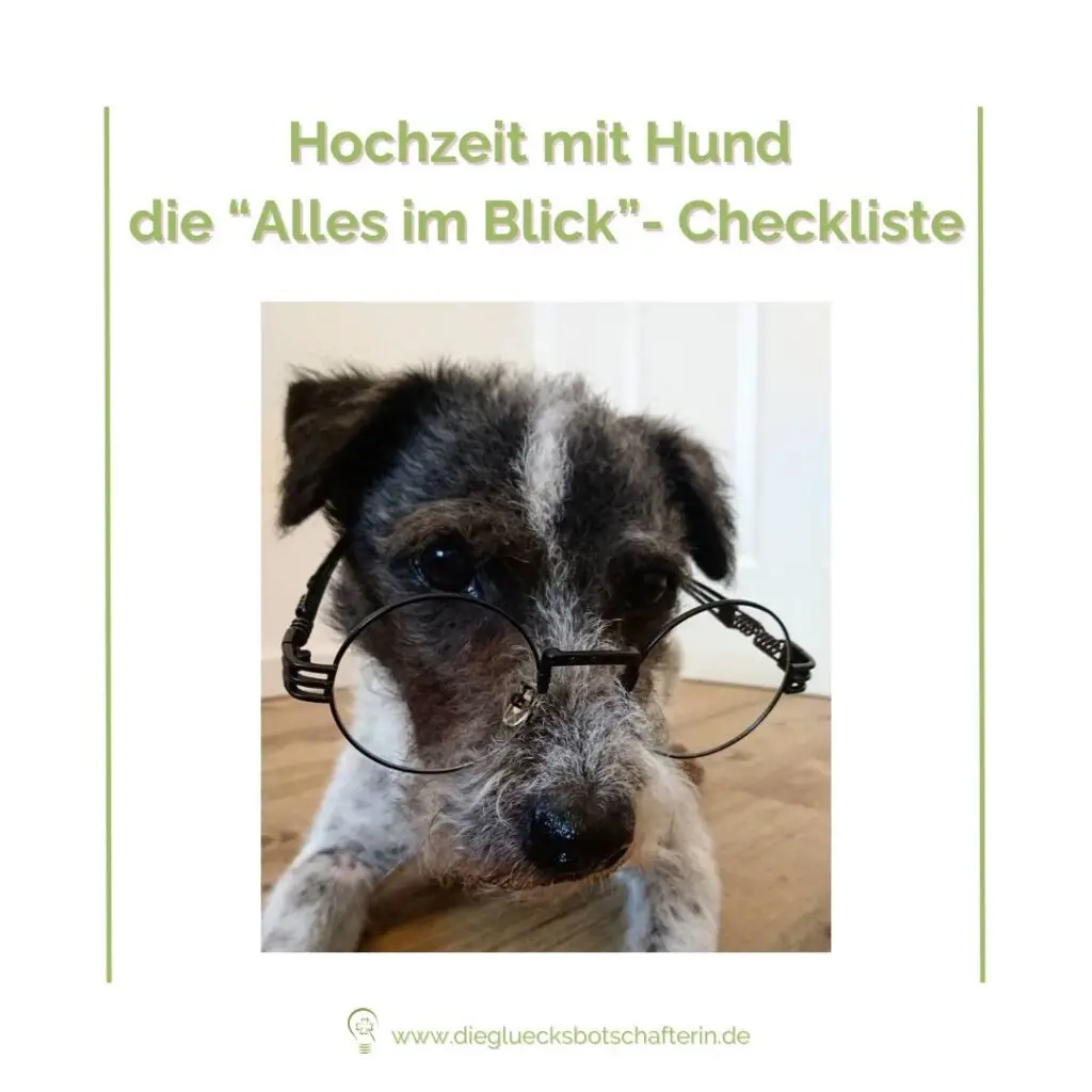Hochzeit mit Hund. Ein Hund mit Brille schaut