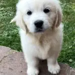 Hunde-Willkommenszeremonie Amy