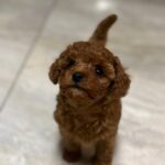 Hunde-Willkommenszeremonie Brownie