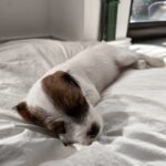 Hunde-Willkommenszeremonie Kairos (1)