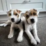 Hunde-Willkommenszeremonie Terrier