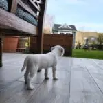 Hundewillkommenszeremonie Kairos